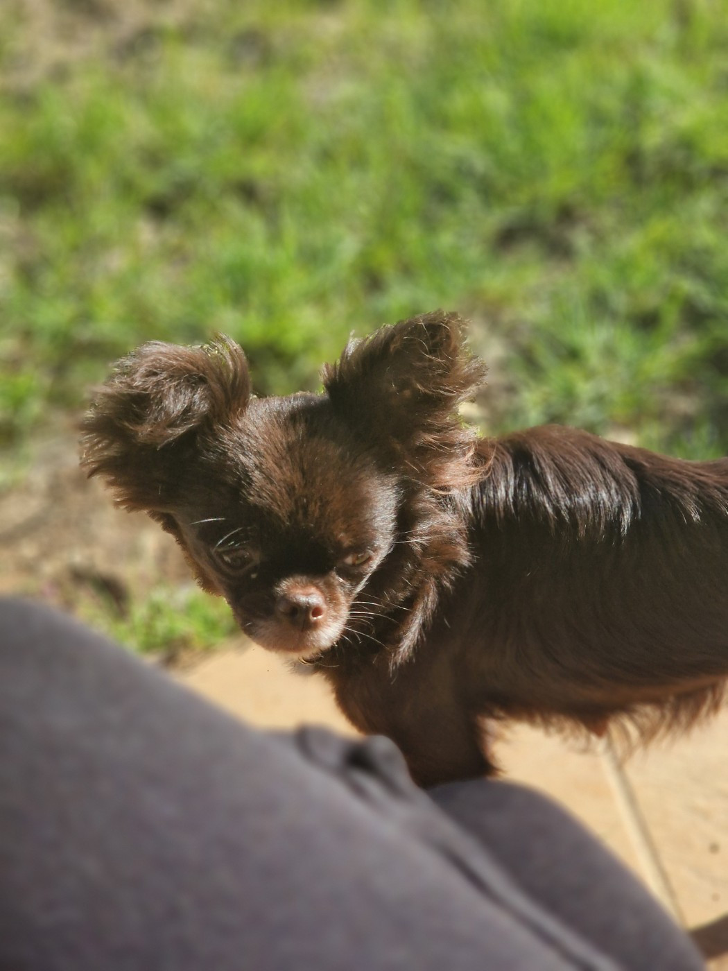T'pitbull du Chemin d'Ava