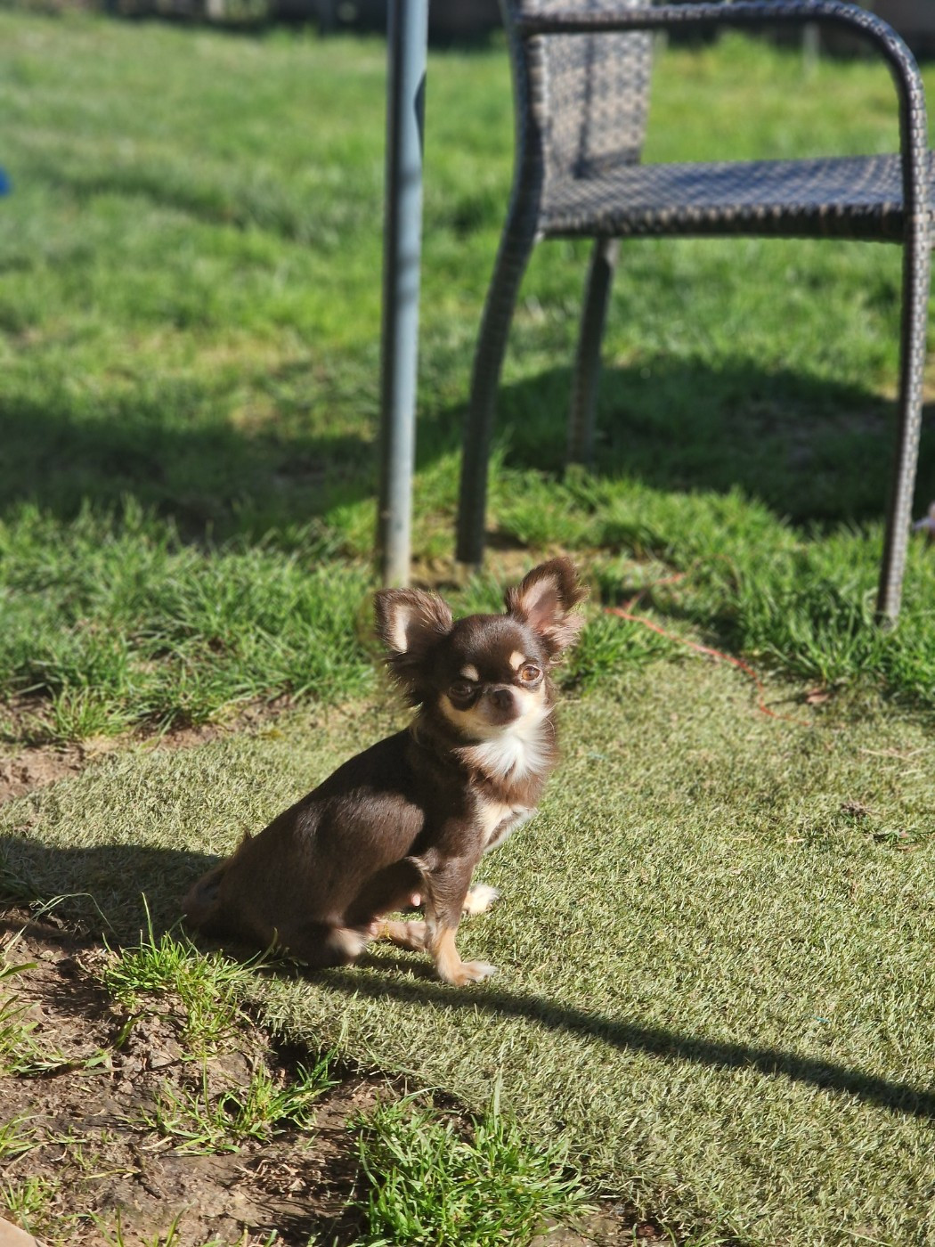 Shelby (Sans Affixe)