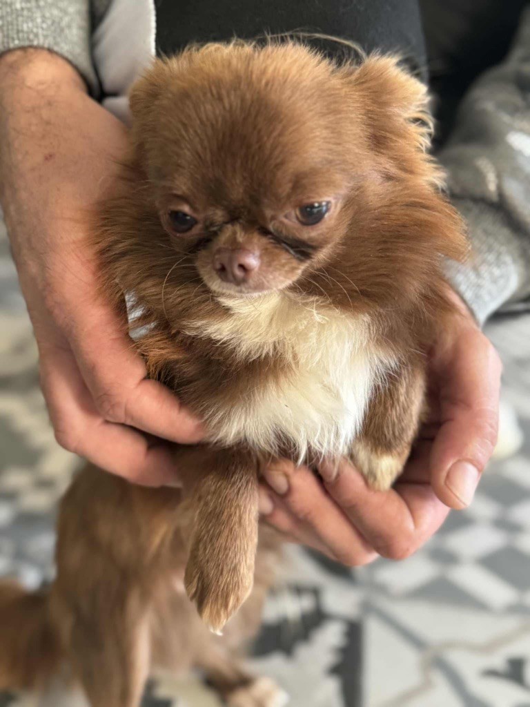 Vuitton Les Anges De Sidonie