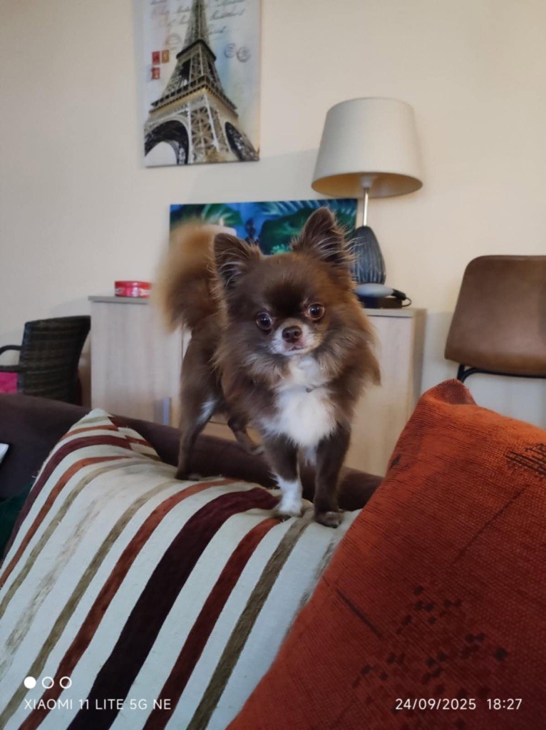 Shocapic du royaume des titans (Sans Affixe)