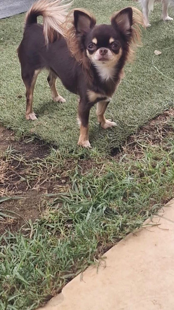 Shelby (Sans Affixe)