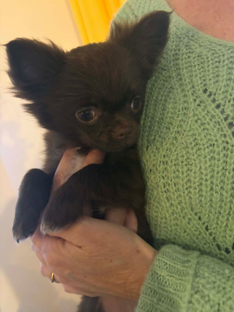 Aimy Les Anges De Sidonie