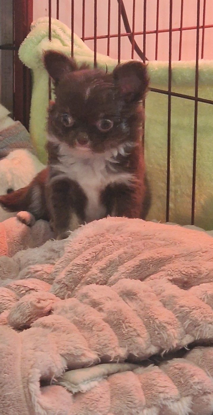 Les Anges De Sidonie - Chihuahua - Portée née le 26/12/2025