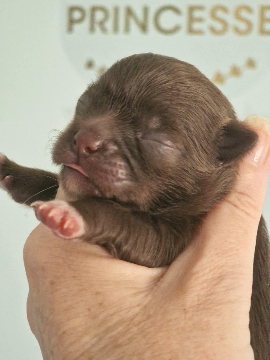 Les Anges De Sidonie - Chiots disponibles - Chihuahua