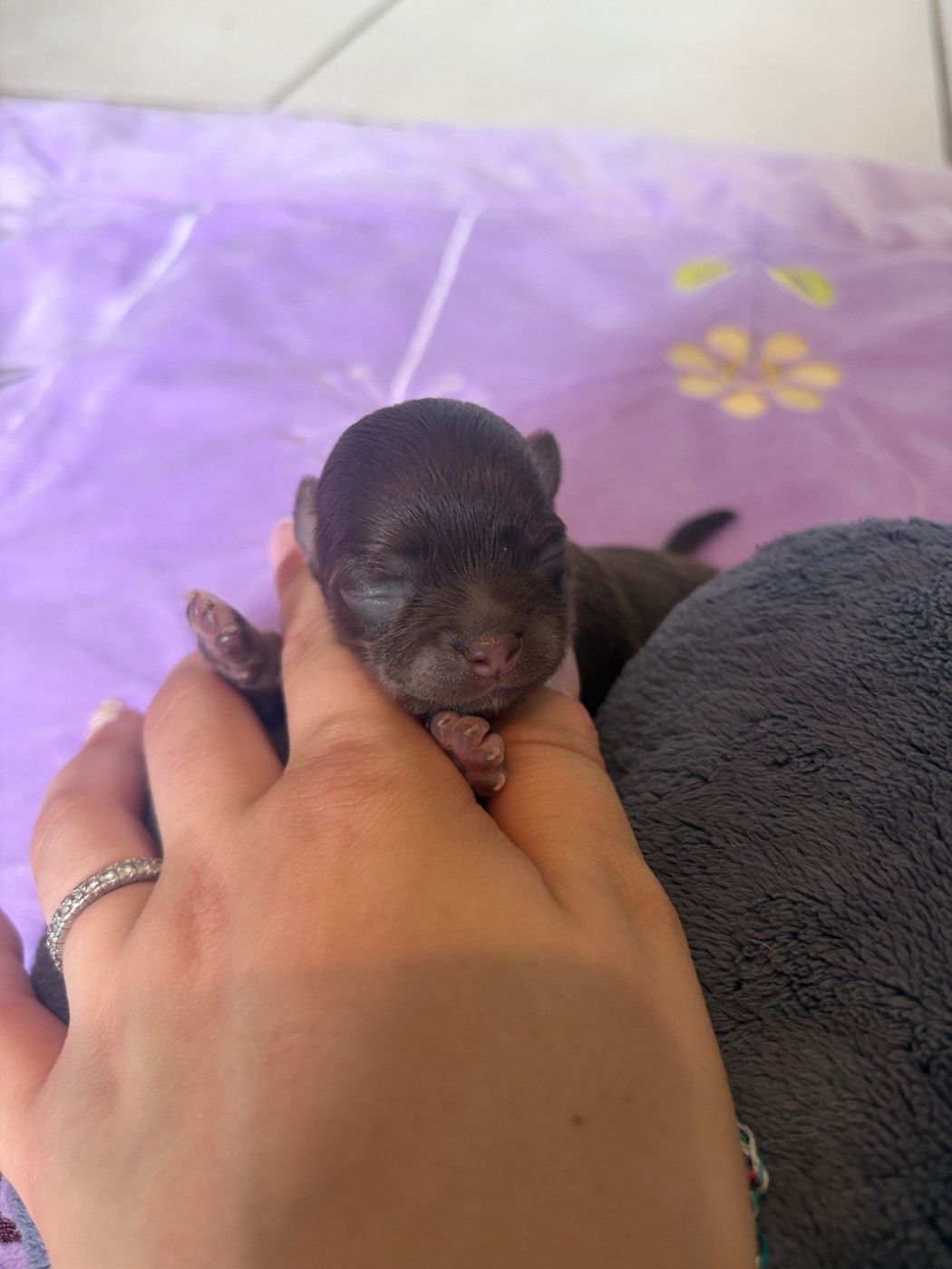 Les Anges De Sidonie - Chiots disponibles - Chihuahua
