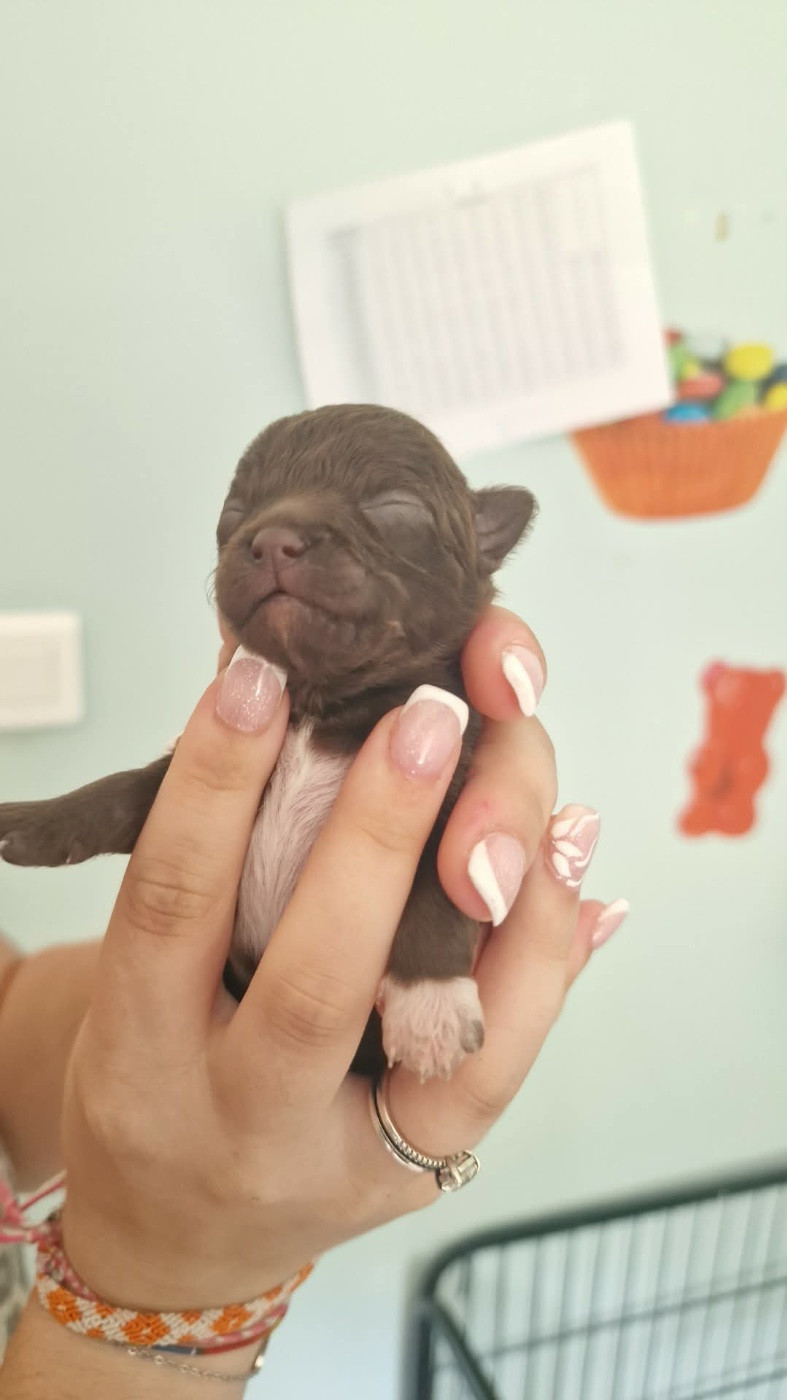 Les Anges De Sidonie - Chiots disponibles - Chihuahua