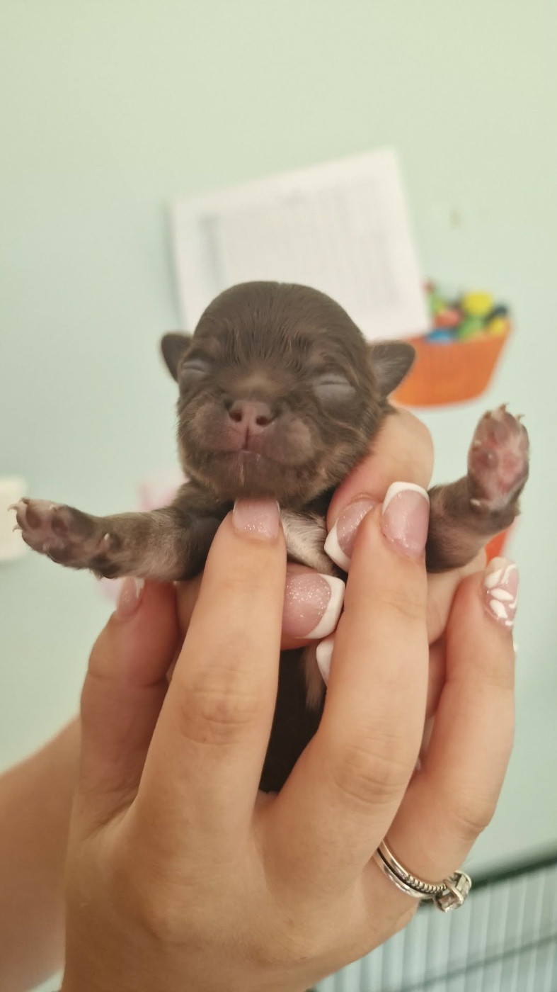 Les Anges De Sidonie - Chiots disponibles - Chihuahua
