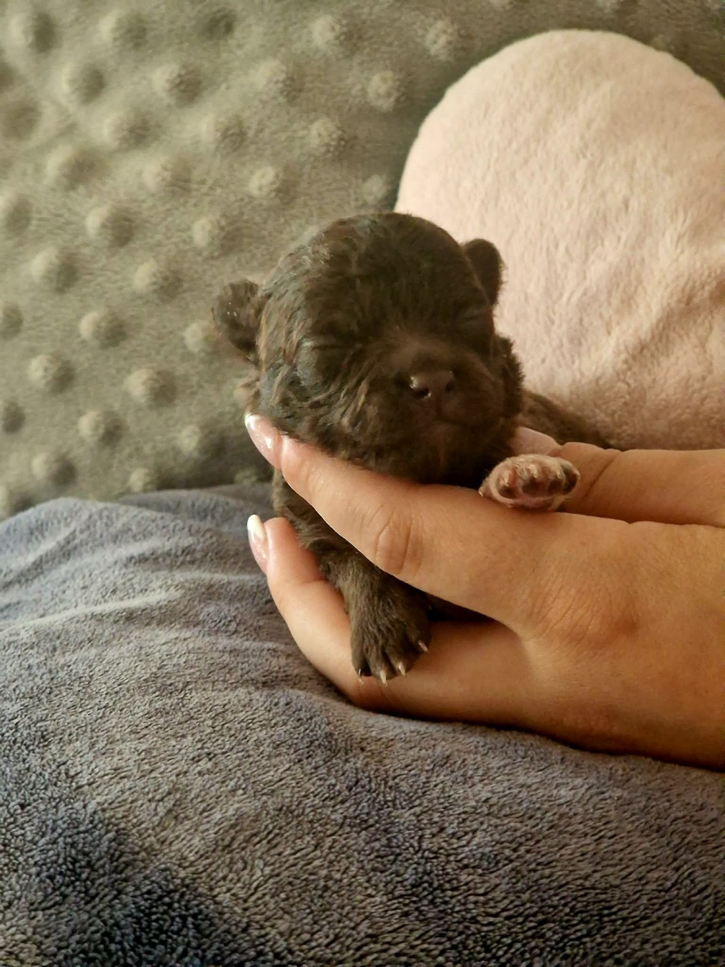 Les Anges De Sidonie - Chiots disponibles - Chihuahua