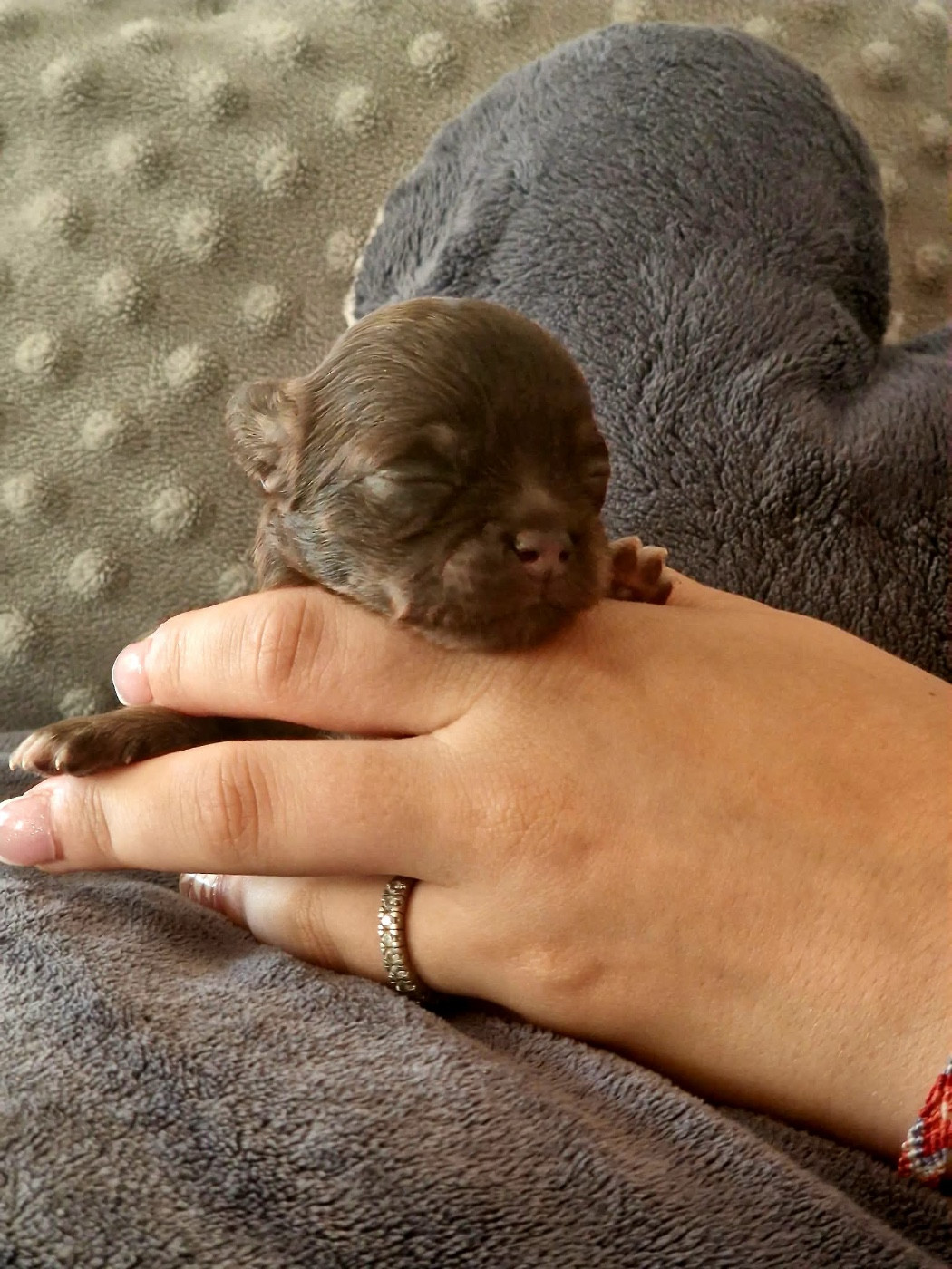 Les Anges De Sidonie - Chiots disponibles - Chihuahua