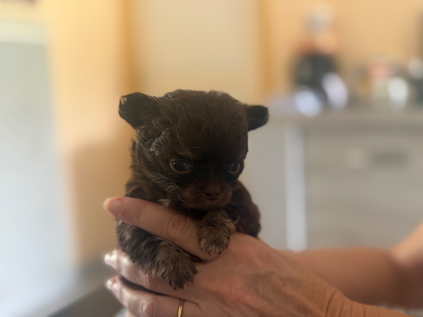 Les Anges De Sidonie - Chiots disponibles - Chihuahua
