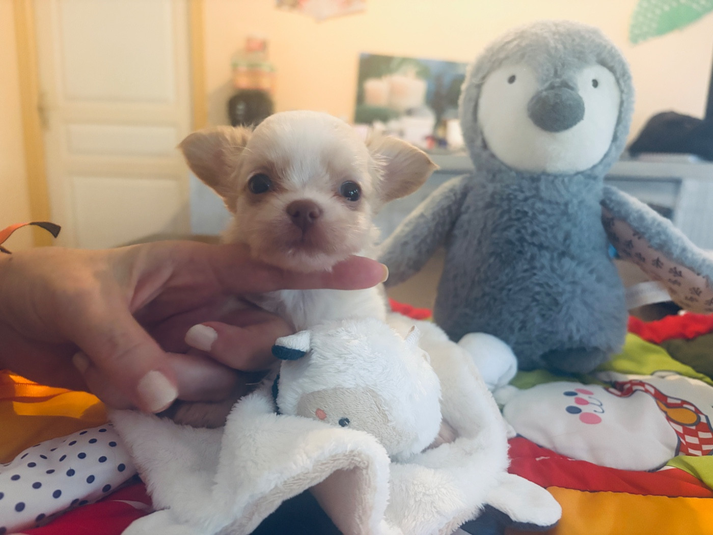 Les Anges De Sidonie - Chiots disponibles - Chihuahua