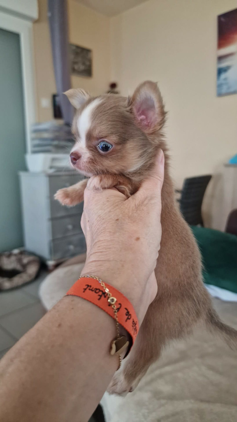 Les Anges De Sidonie - Chiots disponibles - Chihuahua