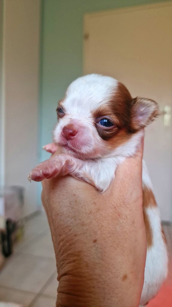 Les Anges De Sidonie - Chiots disponibles - Chihuahua