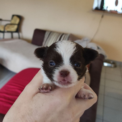 CHIOT 2