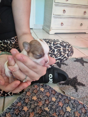 Ares