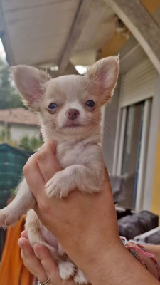 Berlioz