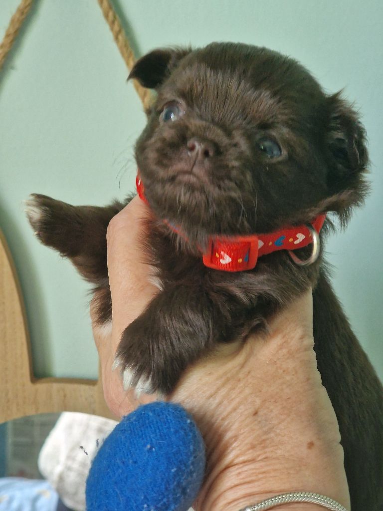 Les Anges De Sidonie - Chiots disponibles - Chihuahua
