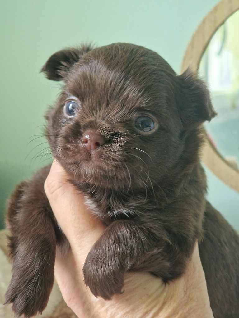 Les Anges De Sidonie - Chiots disponibles - Chihuahua