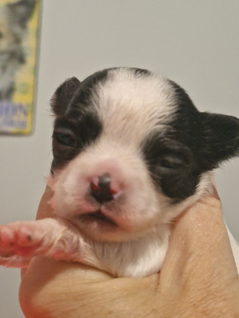 Les Anges De Sidonie - Chiots disponibles - Chihuahua